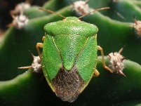 HETEROPTERA: CHIAVI DICOTOMICHE